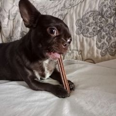 Подробнее об объявлении «Алексин Пропала собака» Фото: пропала собака Чихуахуа «Алексин Пропала собака» в г. Алексин