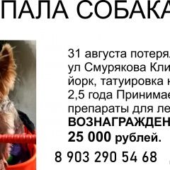 Подробнее об объявлении «Пропала собака йокширский терьер Ивантеевка (Московская обл.)» Фото: пропала собака Йоркширский терьер «Пропала собака йокширский терьер Ивантеевка...» в г. Ивантеевка (Московская обл.)
