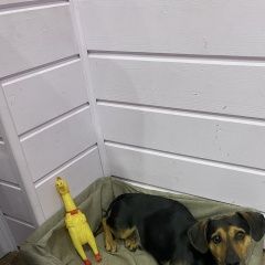 Подробнее об объявлении «Екатеринбург Пропала собака кобель метис таксы» Фото: пропала собака Такса «Екатеринбург Пропала собака кобель метис таксы» в г. Екатеринбург