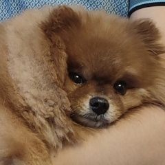 Подробнее об объявлении «Пропала собака кобель рыжий шпиц, мальчик Полевской» Фото: пропала собака Померанский шпиц «Пропала собака кобель рыжий шпиц, мальчик...» в г. Полевской