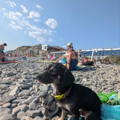 Подробнее об объявлении «Краснодар Пропала собака кобель» Фото: пропала собака Той-терьер «Краснодар Пропала собака кобель» в г. Краснодар