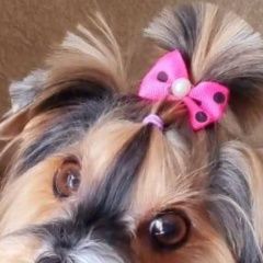 Подробнее об объявлении «Уссурийск Пропала собака» Фото: пропала собака  «Уссурийск Пропала собака» в г. Уссурийск