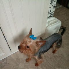 Подробнее об объявлении «Москва Пропала собака кобель» Фото: пропала собака Йоркширский терьер «Москва Пропала собака кобель» в г. Москва