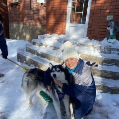 Подробнее об объявлении «Сысерть Пропала собака кобель хаски мальчик сбежал со двора» Фото: пропала собака  «Сысерть Пропала собака кобель хаски мальчик...» в г. Сысерть