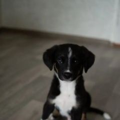 Подробнее об объявлении «Ангарск Пропала собака кобель малыш марик 4 месяца с ошейником» Фото: пропала собака  «Ангарск Пропала собака кобель малыш марик 4...» в г. Ангарск