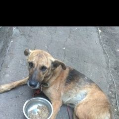 Подробнее об объявлении «Мариуполь Пропала собака» Фото: пропала собака  «Мариуполь Пропала собака» в г. Мариуполь