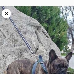 Подробнее об объявлении «Анапа Пропала собака кобель французский бульдог» Фото: пропала собака Французский бульдог «Анапа Пропала собака кобель французский бульдог» в г. Анапа