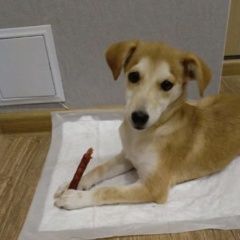 Подробнее об объявлении «Сыктывкар Пропала собака» Фото: пропала собака  «Сыктывкар Пропала собака» в г. Сыктывкар