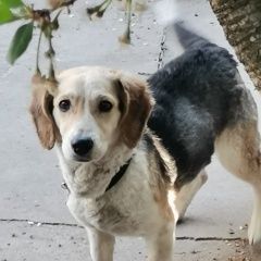 Подробнее об объявлении «Воронеж Пропала собака» Фото: пропала собака  «Воронеж Пропала собака» в г. Воронеж