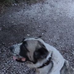 Подробнее об объявлении «Караганда Пропала собака ищу хозяина» Фото: пропала собака  «Караганда Пропала собака ищу хозяина» в г. Караганда