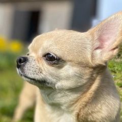 Подробнее об объявлении «Коммунар Пропала собака чихуахуа, сука, взрослая, хромает на спи» Фото: пропала собака Чихуахуа «Коммунар Пропала собака чихуахуа, сука,...» в г. Коммунар