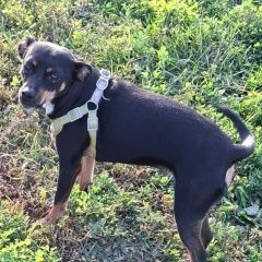 Подробнее об объявлении «Казань Пропала собака» Фото: пропала собака Той-терьер «Казань Пропала собака» в г. Казань