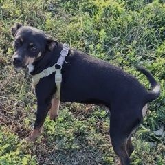 Подробнее об объявлении «Казань Пропала собака» Фото: пропала собака  «Казань Пропала собака» в г. Казань