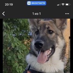 Подробнее об объявлении «Пропала собака кобель Кольчугино» Фото: пропала собака  «Пропала собака кобель Кольчугино» в г. Кольчугино