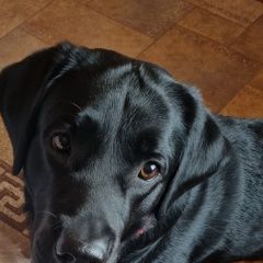 Подробнее об объявлении «Спас-Клепики Пропала собака кобель» Фото: пропала собака Лабрадор ретривер «Спас-Клепики Пропала собака кобель» в г. Спас-Клепики