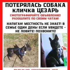 Подробнее об объявлении «Пропала собака кобель помогите пожалуйста найти Красногорск» Фото: пропала собака Французский бульдог «Пропала собака кобель помогите пожалуйста найти...» в г. Красногорск