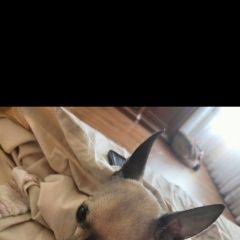 Подробнее об объявлении «Анапа Пропала собака кобель» Фото: пропала собака Той-терьер «Анапа Пропала собака кобель» в г. Анапа