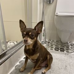 Подробнее об объявлении «Тула Пропала собака» Фото: пропала собака  «Тула Пропала собака» в г. Тула