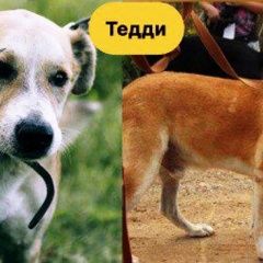 Подробнее об объявлении «Серпухов Пропала собака кобель ищем рыже-белого тэдди снт алеко» Фото: пропала собака  «Серпухов Пропала собака кобель ищем рыже-белого...» в г. Серпухов