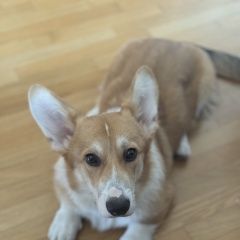 Подробнее об объявлении «Москва Пропала собака кобель» Фото: пропала собака Вельш корги «Москва Пропала собака кобель» в г. Москва