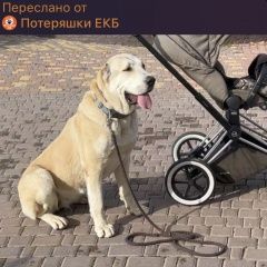 Подробнее об объявлении «Екатеринбург Пропала собака порода алабай кличка ганза» Фото: пропала собака  «Екатеринбург Пропала собака порода алабай...» в г. Екатеринбург
