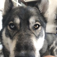 Подробнее об объявлении «Шлиссельбург Пропала собака кобель убежал 11 августа. зовут макс.» Фото: пропала собака  «Шлиссельбург Пропала собака кобель убежал 11...» в г. Шлиссельбург