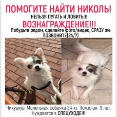 Подробнее об объявлении «Москва Пропала собака» Фото: пропала собака Чихуахуа «Москва Пропала собака» в г. Москва