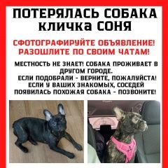 Подробнее об объявлении «Пропала собака член семьи Уфа» Фото: пропала собака Французский бульдог «Пропала собака член семьи Уфа» в г. Уфа