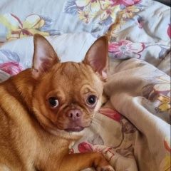 Подробнее об объявлении «Торжок Пропала собака кобель вознаграждение гарантировано» Фото: пропала собака Чихуахуа «Торжок Пропала собака кобель вознаграждение...» в г. Торжок