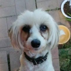 Подробнее об объявлении «Александров Пропала собака китайская хохлатая» Фото: пропала собака Китайская хохлатая собака «Александров Пропала собака китайская хохлатая» в г. Александров