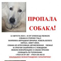 Подробнее об объявлении «Челябинск Пропала собака» Фото: пропала собака  «Челябинск Пропала собака» в г. Челябинск