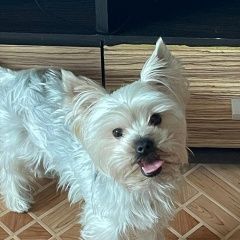 Подробнее об объявлении «Краснодар Пропала собака кобель йоркширский терьер» Фото: пропала собака Йоркширский терьер «Краснодар Пропала собака кобель йоркширский терьер» в г. Краснодар