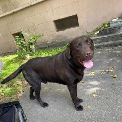 Подробнее об объявлении «Ангарск Пропала собака кобель» Фото: пропала собака Лабрадор ретривер «Ангарск Пропала собака кобель» в г. Ангарск