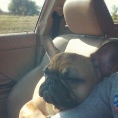 Подробнее об объявлении «Алчевск Пропала собака кобель французский бульдог» Фото: пропала собака Французский бульдог «Алчевск Пропала собака кобель французский бульдог» в г. Алчевск