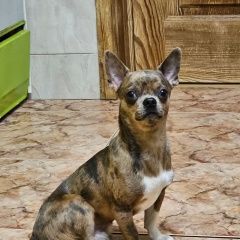 Подробнее об объявлении «Москва Пропала собака кобель крупный чихуахуа» Фото: пропала собака Чихуахуа «Москва Пропала собака кобель крупный чихуахуа» в г. Москва