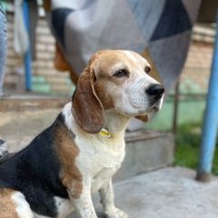 Подробнее об объявлении «Москва Пропала собака кобель» Фото: пропала собака  «Москва Пропала собака кобель» в г. Москва