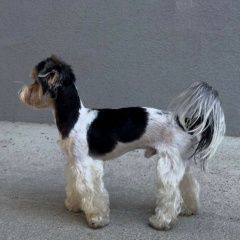 Подробнее об объявлении «Алушта Пропала собака кобель помогите найти собаку за возрнограждение» Фото: пропала собака Йоркширский терьер «Алушта Пропала собака кобель помогите найти...» в г. Алушта