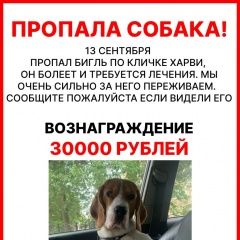 Подробнее об объявлении «Чусовой Пропала собака кобель помогите пожалуйста может кто-то видел и» Фото: пропала собака Бигль «Чусовой Пропала собака кобель помогите...» в г. Чусовой