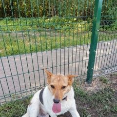 Подробнее об объявлении «Тейково Пропала собака кобель» Фото: пропала собака  «Тейково Пропала собака кобель» в г. Тейково