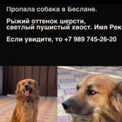 Подробнее об объявлении «Беслан Пропала собака кобель город» Фото: пропала собака  «Беслан Пропала собака кобель город» в г. Беслан