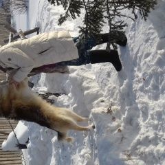 Подробнее об объявлении «Омск Пропала собака кобель» Фото: пропала собака  «Омск Пропала собака кобель» в г. Омск