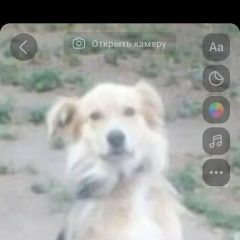 Подробнее об объявлении «Омск Пропала собака кобель» Фото: пропала собака  «Омск Пропала собака кобель» в г. Омск