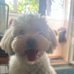 Подробнее об объявлении «Москва Пропала собака. просьба связаться по тел» Фото: пропала собака  «Москва Пропала собака. просьба связаться по тел» в г. Москва