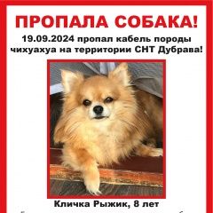 Подробнее об объявлении «Пропала собака кобель. снт дубрава Рамонь» Фото: пропала собака Чихуахуа «Пропала собака кобель. снт дубрава Рамонь» в г. Рамонь