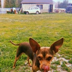 Подробнее об объявлении «Тула Пропала собака кобель» Фото: пропала собака  «Тула Пропала собака кобель» в г. Тула