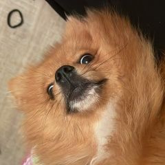 Подробнее об объявлении «Караганда Пропала собака» Фото: пропала собака  «Караганда Пропала собака» в г. Караганда