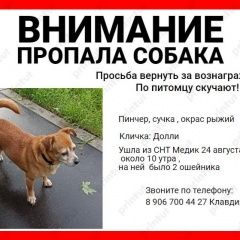 Подробнее об объявлении «Электрогорск Пропала собака если кто-то хотя бы видел, дайте знать» Фото: пропала собака  «Электрогорск Пропала собака если кто-то хотя бы...» в г. Электрогорск