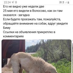 Подробнее об объявлении «Волосово Пропала собака кобель» Фото: пропала собака  «Волосово Пропала собака кобель» в г. Волосово