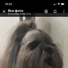 Подробнее об объявлении «Серпухов Пропала собака.» Фото: пропала собака Ши-тцу «Серпухов Пропала собака.» в г. Серпухов