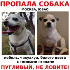 Подробнее об объявлении «Москва Пропала собака кобель» Фото: пропала собака Чихуахуа «Москва Пропала собака кобель» в г. Москва